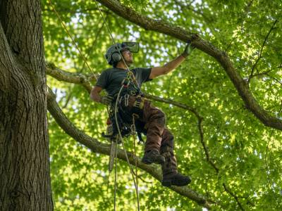 Crew member cutting a branch section overhead