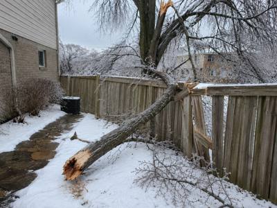 Truck loaded with removed tree branches and debris