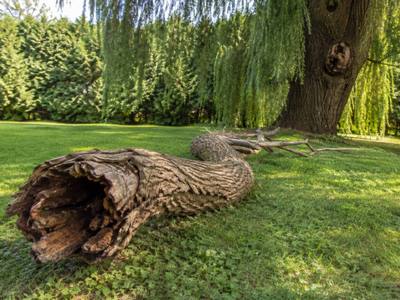 Freshly cut tree stump ready for grinding