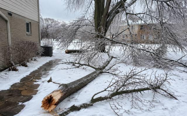 Dead branch being lowered safely by rope
