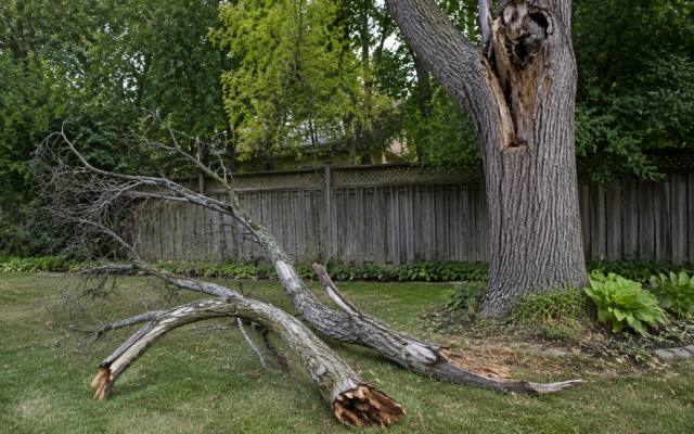 Cable support system installed in a tree's upper canopy