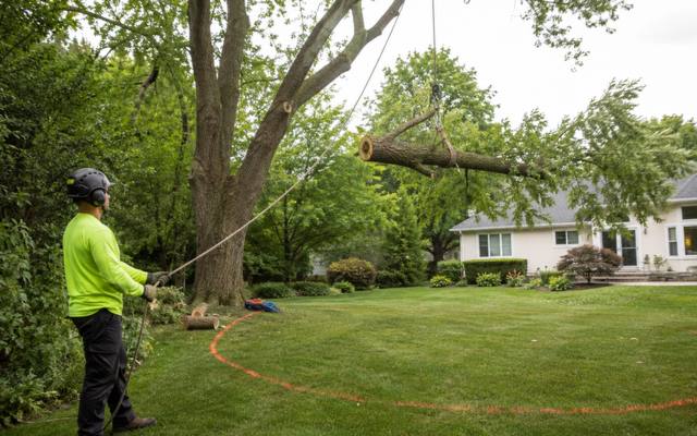 Large tree section being lowered during a removal