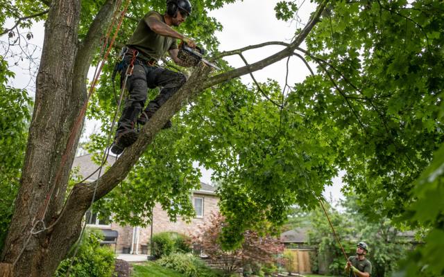 Climber pruning branches high in a tree canopy