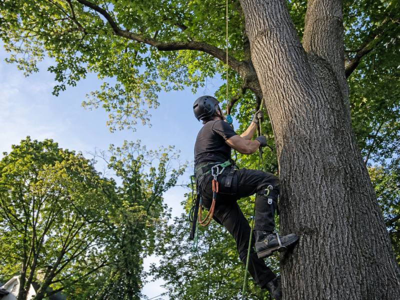 Wide view of a freshly trimmed residential tree canopy